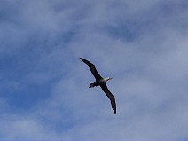 Flying Waved Albatross